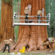 Bark-washing crews work round-the-clock so that, come reopening, the giant redwoods will really pop.